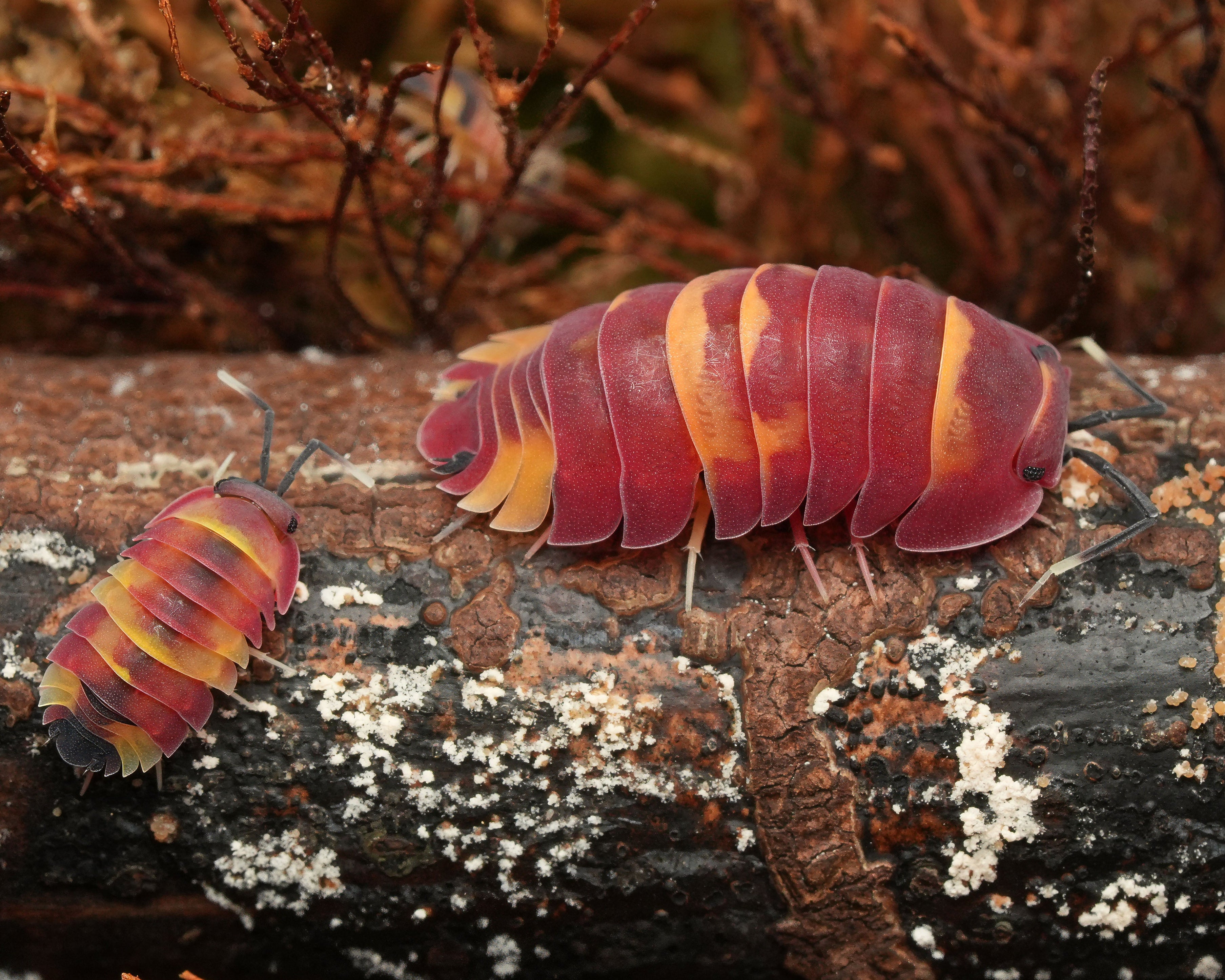 Scarlet isopod with red coloration along with a baby isopod