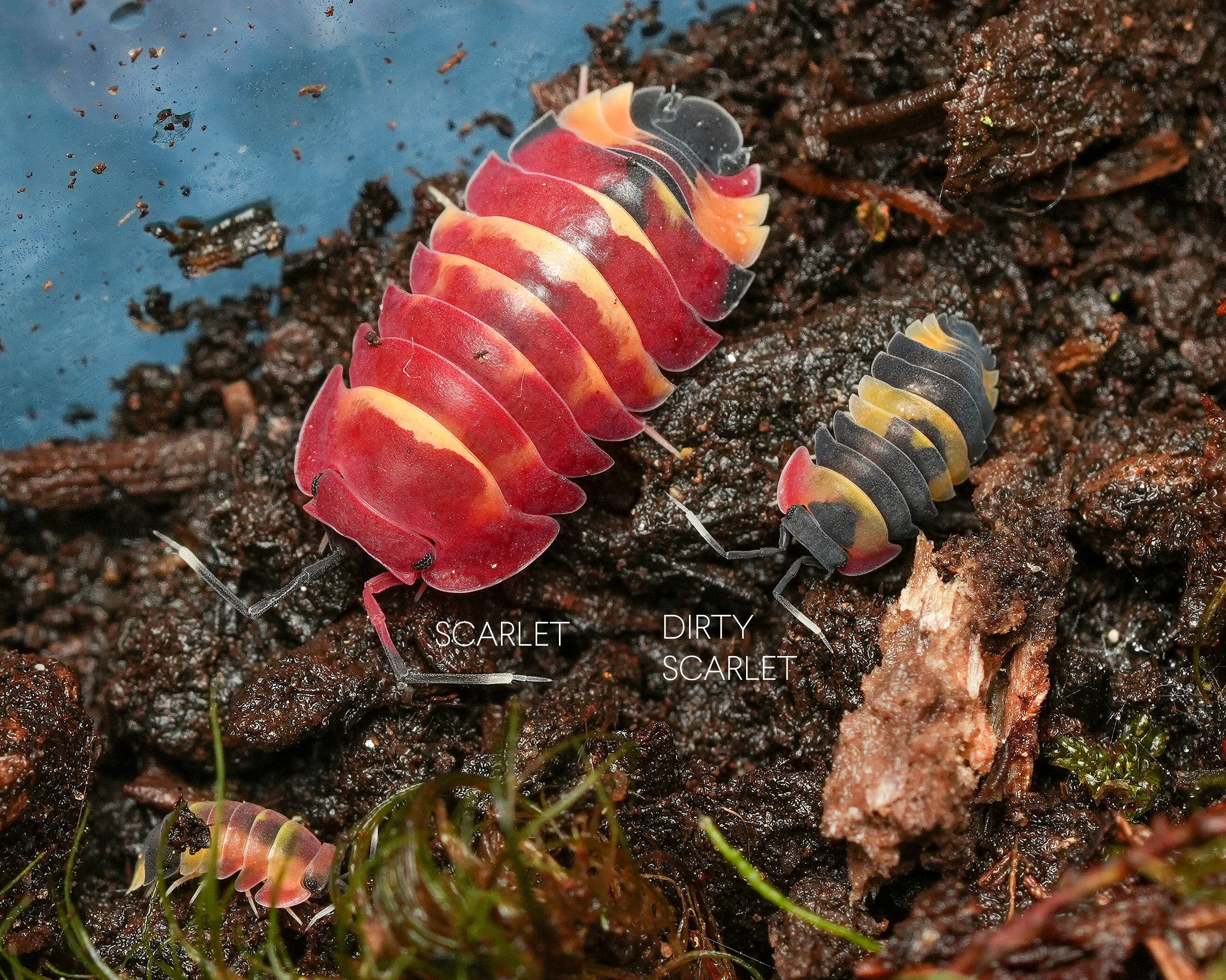 Scarlet and dirty scarlet isopods