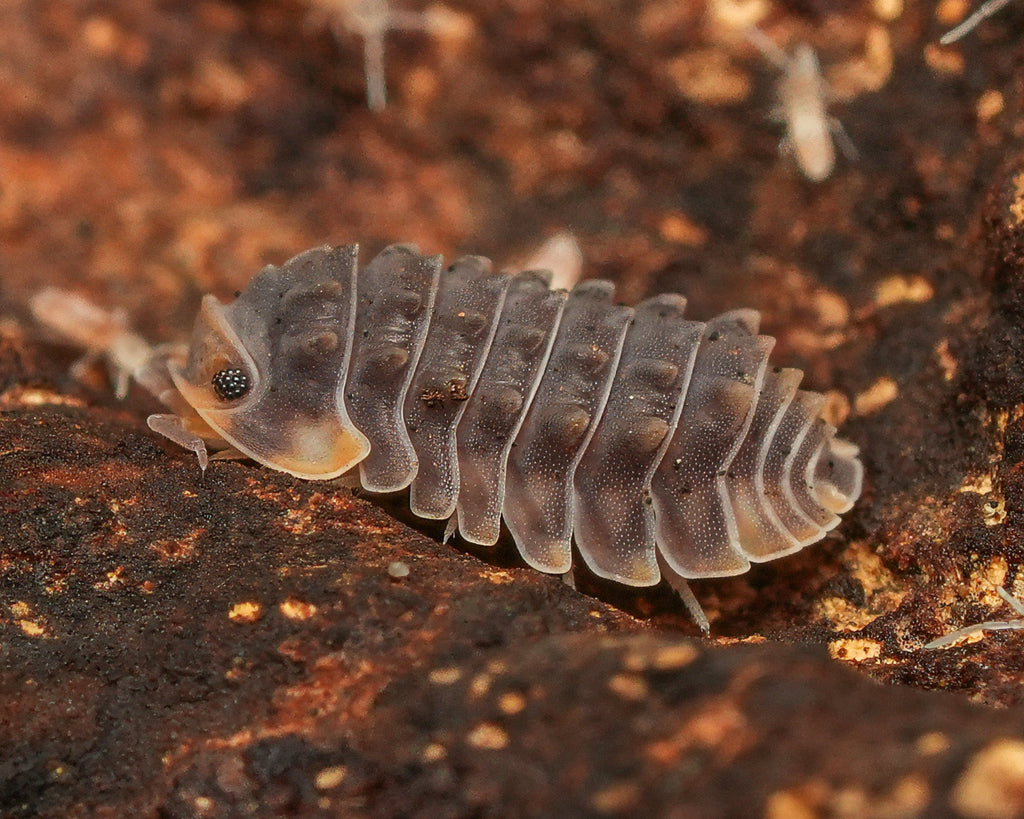 A close-up of a shinny gator isopod