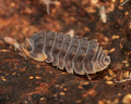 A close-up of a shinny gator isopod