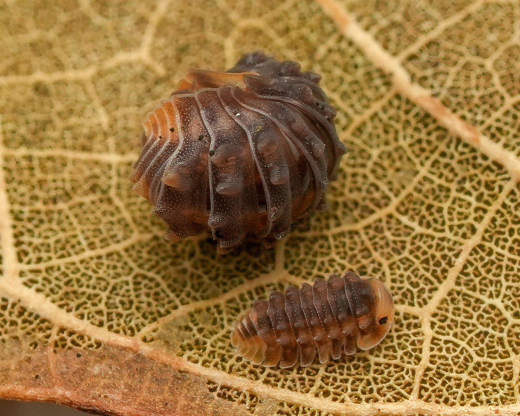 A shinny gator conglobulated and a baby shinny gator