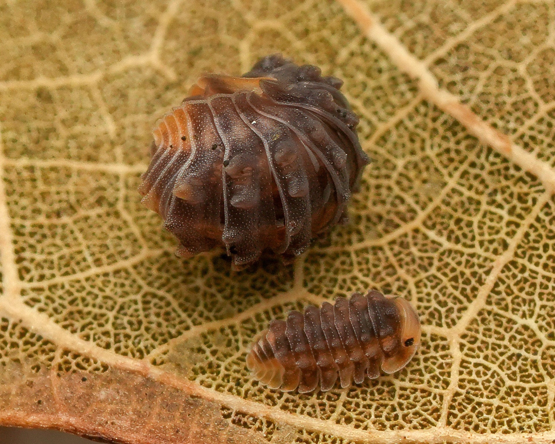 A shinny gator conglobulated and a baby shinny gator