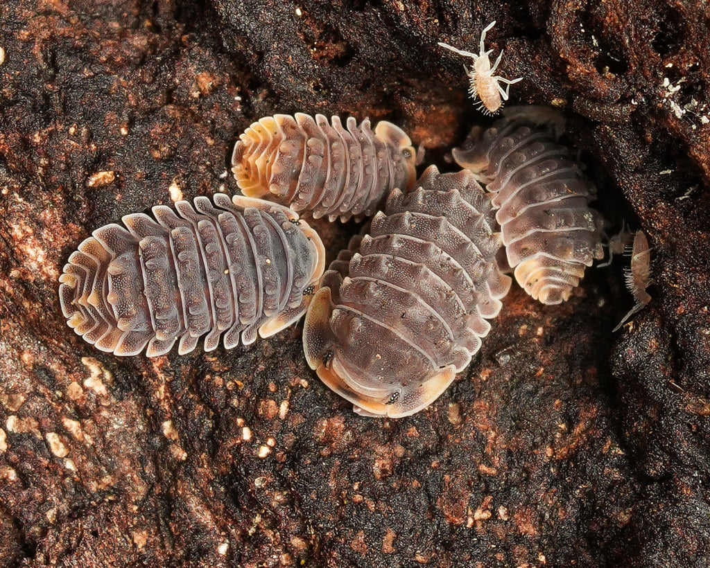 a group of shinny gator isopods and a springtail 