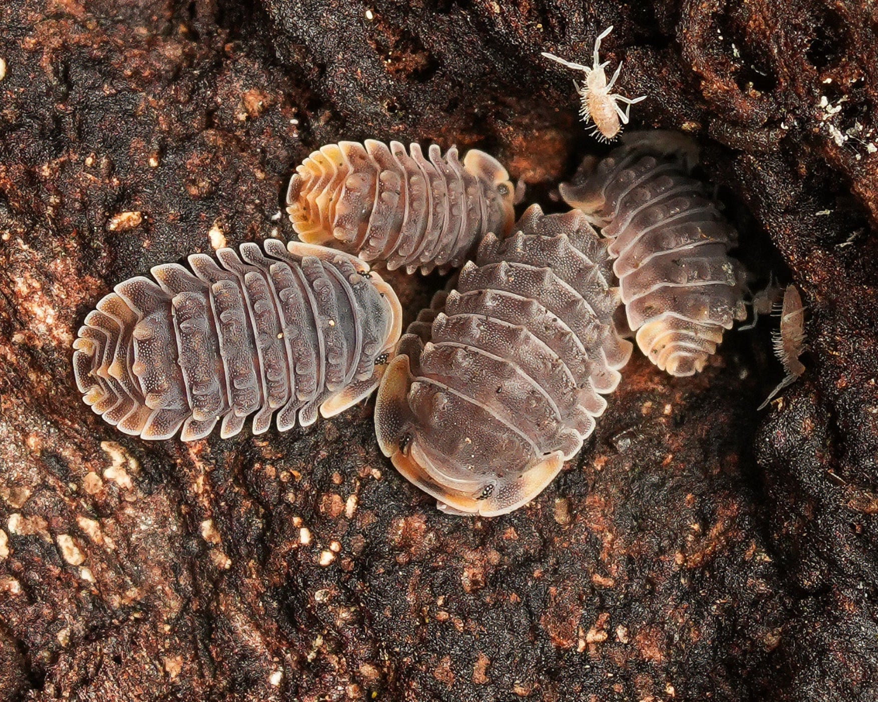 a group of shinny gator isopods and a springtail 