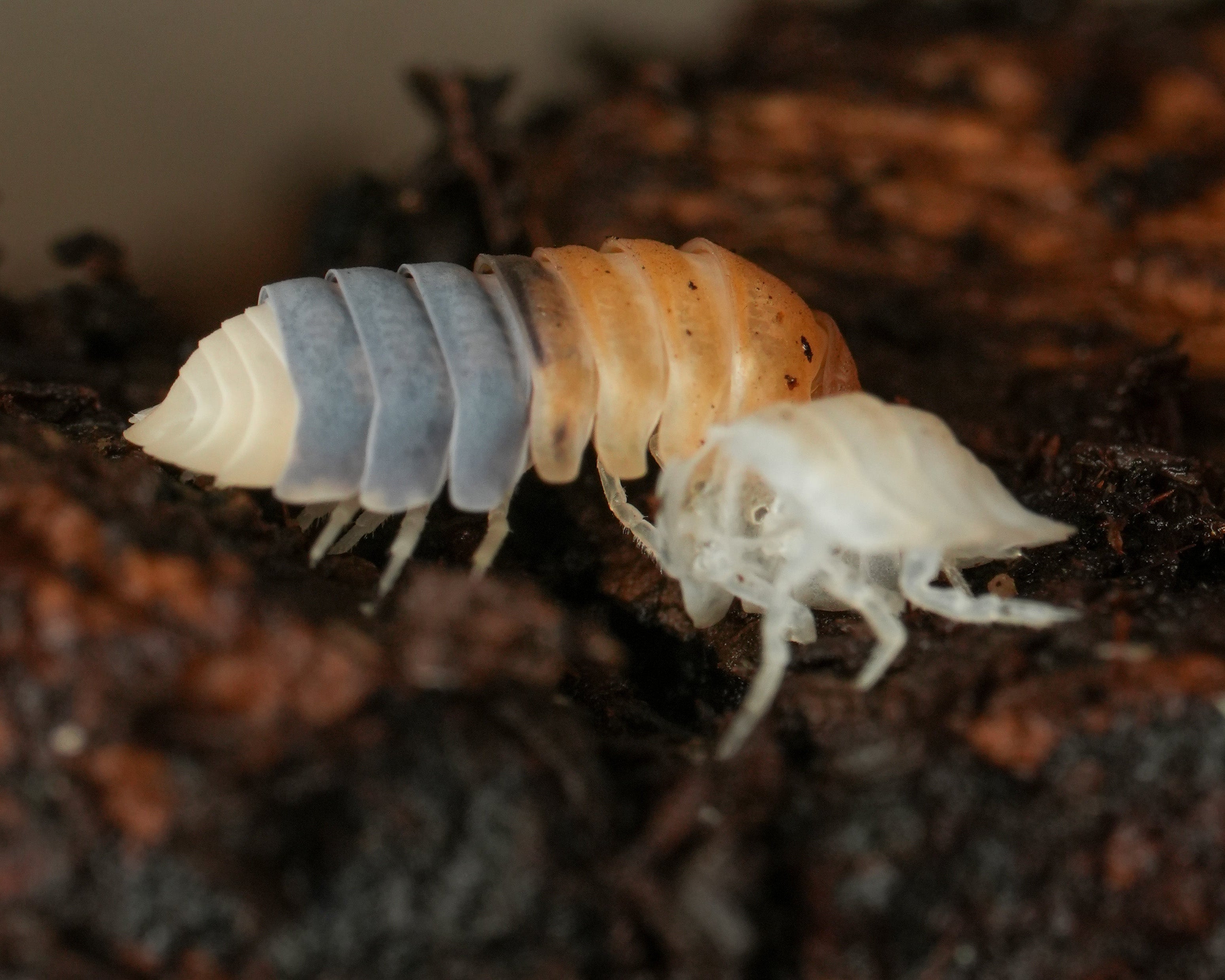 snow bee isopod shedding