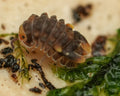 A spiky torpedo near some green moss