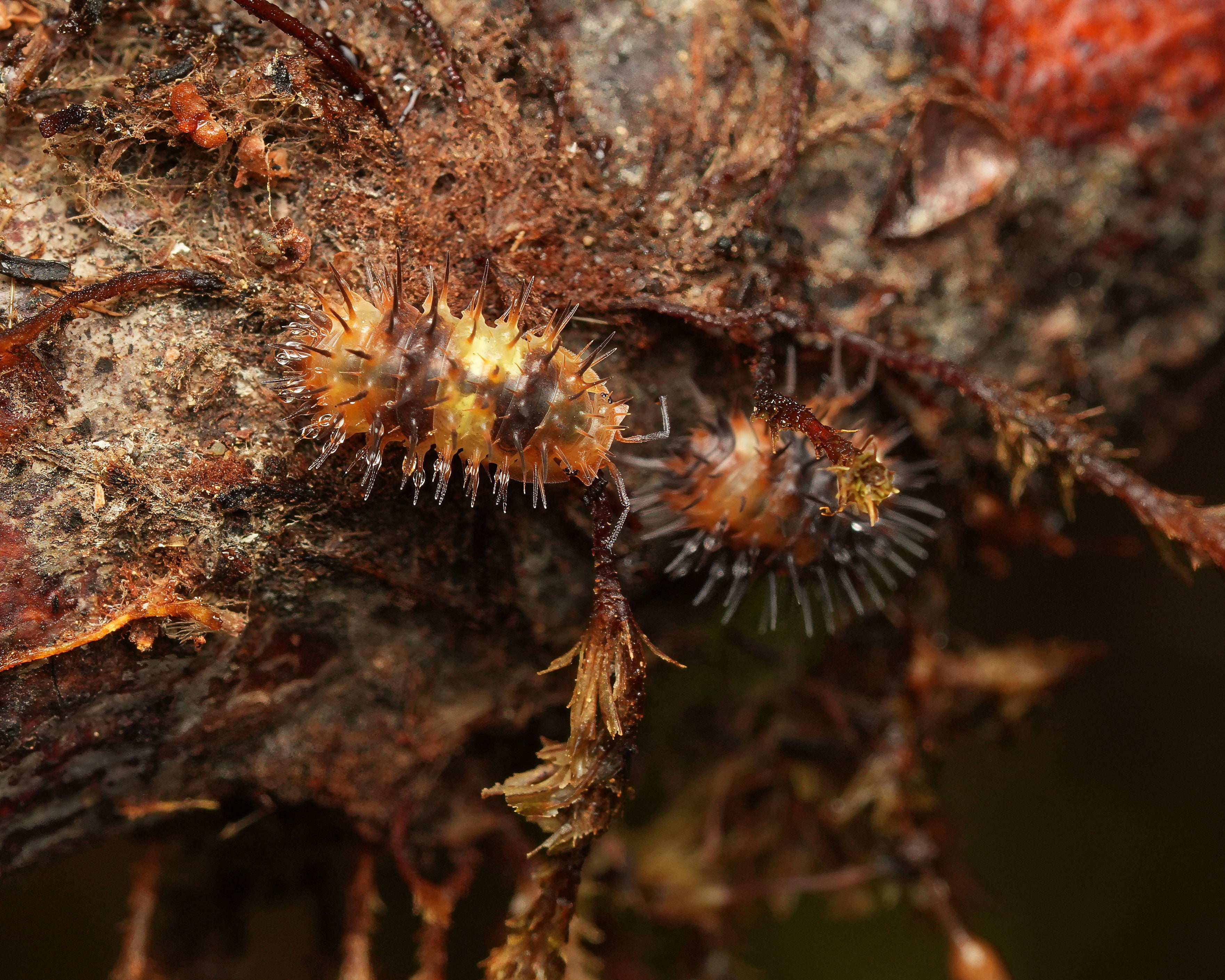 two durian spiky isopods on a stick