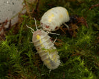 two magic potion isopods