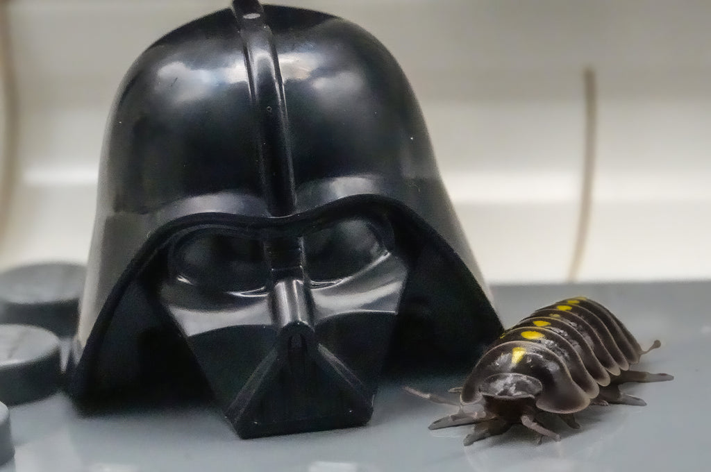 Darth Vaders - 6ct