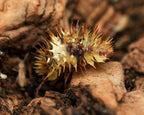 The backside of a white stripe isopod