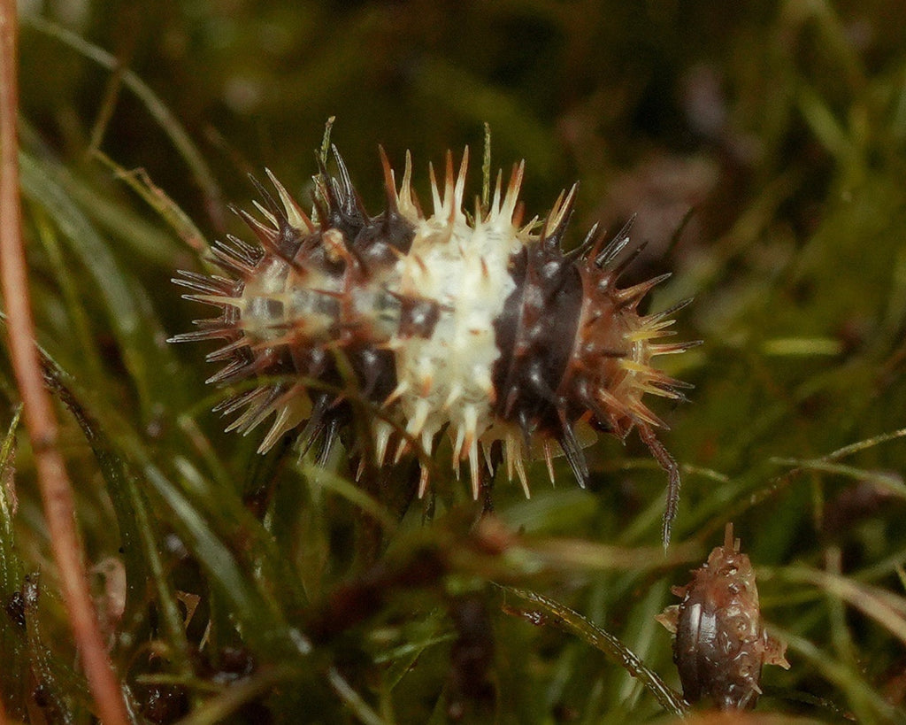 The top view of a white stripe isopod
