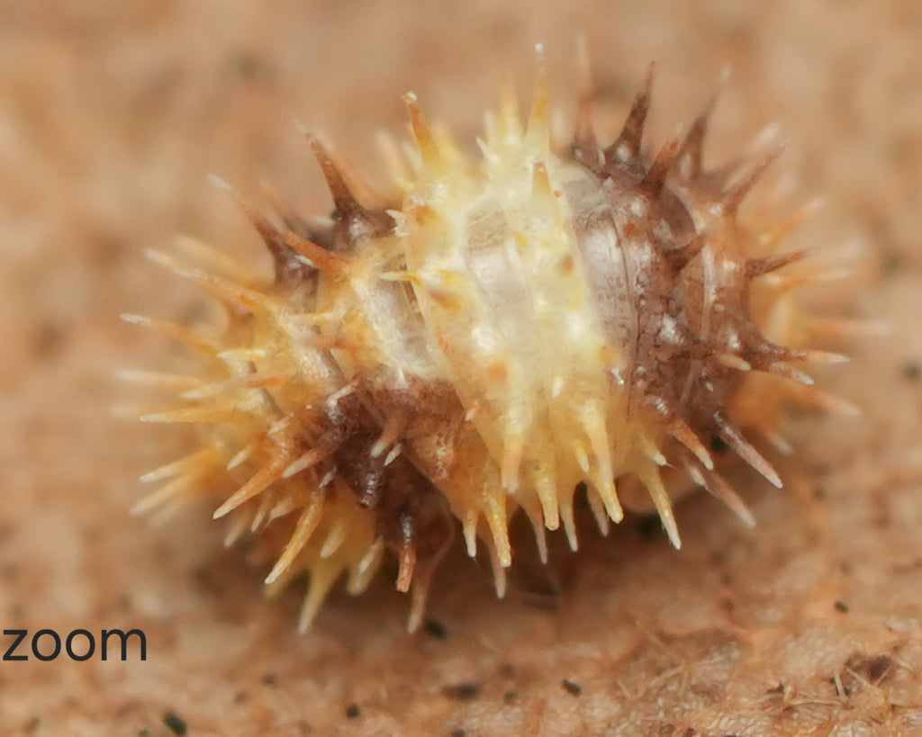 A macro photo of a white stripe spiky isopod