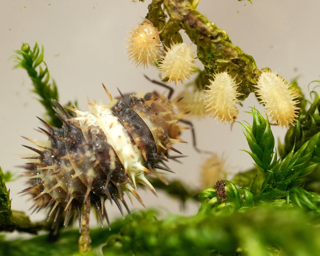 white stripe isopod with babies