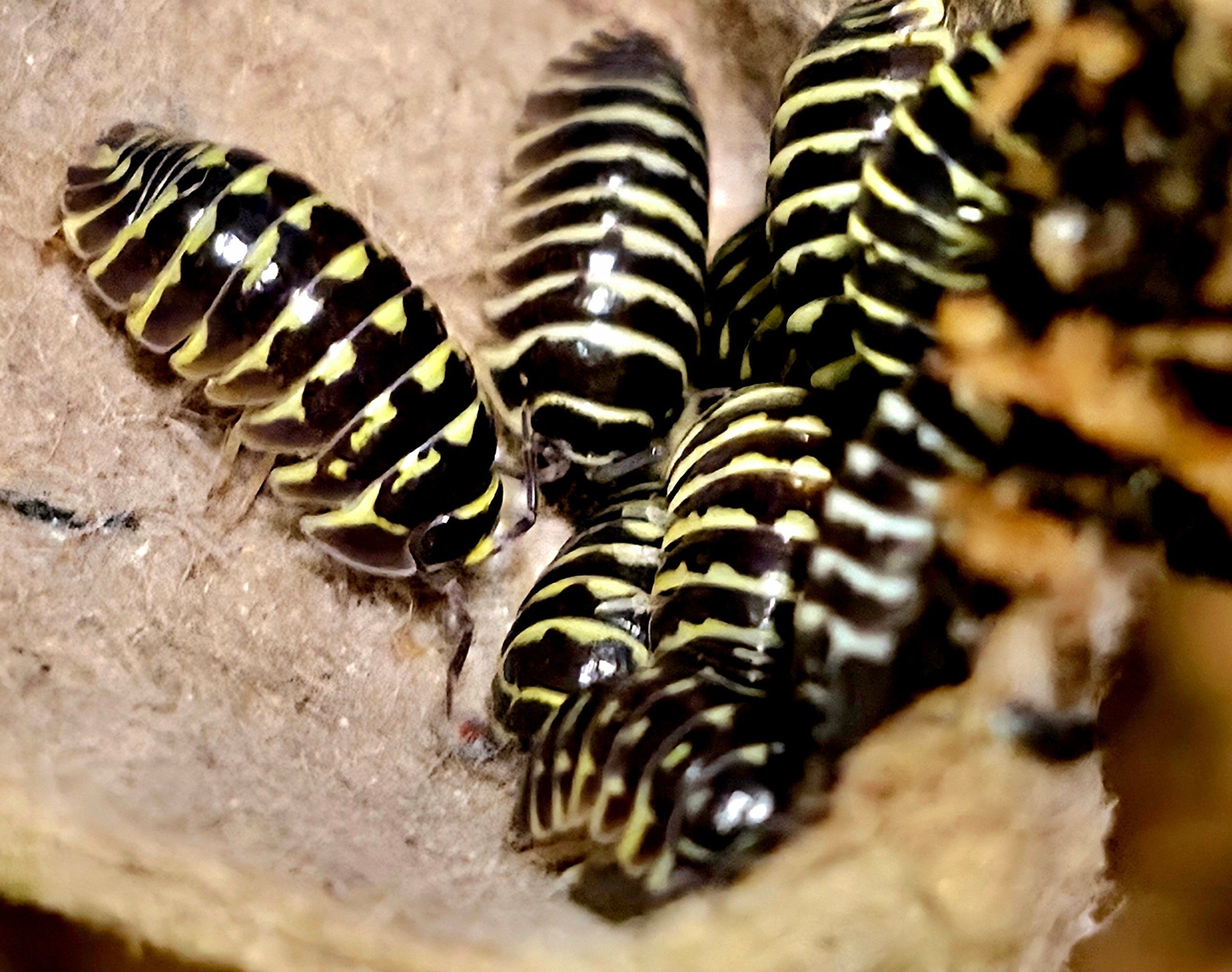 A group of yellow zebra isopods