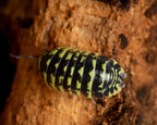Yellow Zebra - 10ct